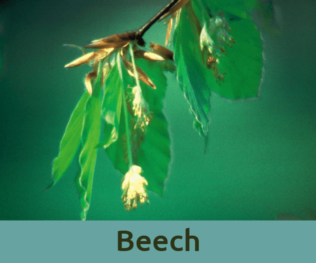 Beech για την κριτικη ανθοϊαμα Μπαχ Bach Institute Hellas