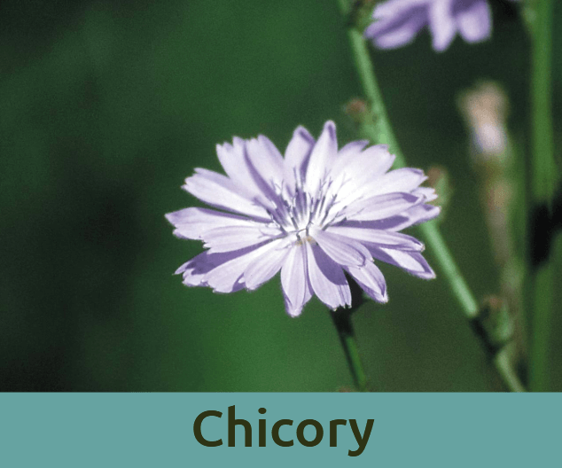 Chicory για την κτητικοτητα ανθοϊαμα Μπαχ Bach Institute Hellas
