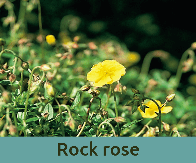 Rock rose για τον τρομο ανθοϊαμα Μπαχ Bach Institute Hellas